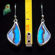 Butterfly Morpho & Sulkowsky Earrings