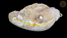 Seashell Pendant w/ Drusy & Pearl